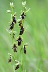 Ophrys insectifera