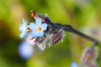 Myosotis ramosissima