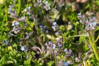Myosotis ramosissima