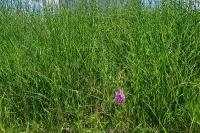 Anacamptis pyramidalis