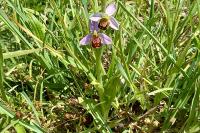 Ophrys apifera