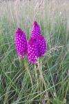 Anacamptis pyramidalis