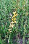 Agrimonia eupatoria