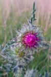 Carduus nutans