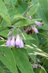 Symphytum officinale