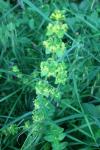 Cruciata laevipes