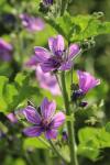 Malva sylvestris