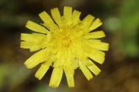 Pilosella officinarum