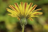 Pilosella officinarum