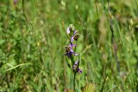 Ophrys apifera