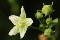 Bryonia dioica