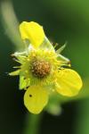 Geum urbanum