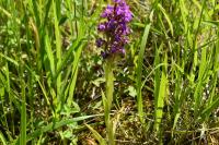 Anacamptis pyramidalis