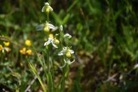 Ophrys apifera
