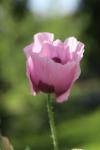 Papaver somniferum