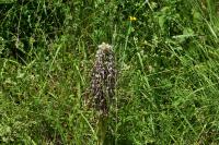 Himantoglossum hircinum