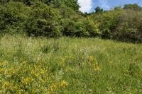 Anacamptis pyramidalis