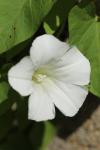 Convolvulus sepium