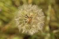 Tragopogon pratensis