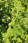Althaea officinalis
