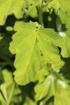 Althaea officinalis