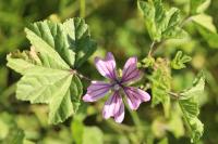 Malva sylvestris