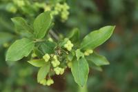Euonymus europaeus