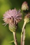 Cirsium arvense