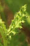Cirsium arvense