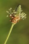 Plantago lanceolata