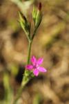 Dianthus armeria