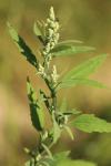 Chenopodium album