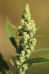 Chenopodium album