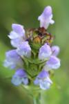 Prunella vulgaris