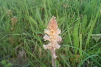 Orobanche picridis-hieracioidis
