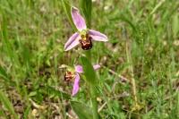 Ophrys apifera