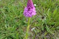Anacamptis pyramidalis