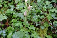 Cephalanthera damasonium