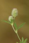 Trifolium arvense