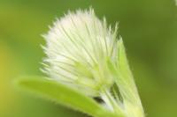 Trifolium arvense