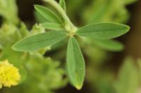 Trifolium arvense