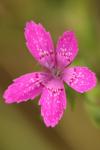 Dianthus armeria