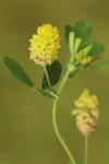 Trifolium campestre