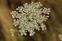 Daucus carota