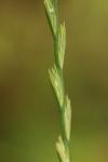 Lolium perenne