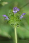 Prunella vulgaris