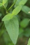 Prunella vulgaris