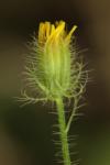 Crepis setosa