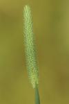 Phleum pratense