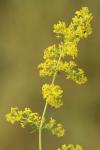 Galium verum